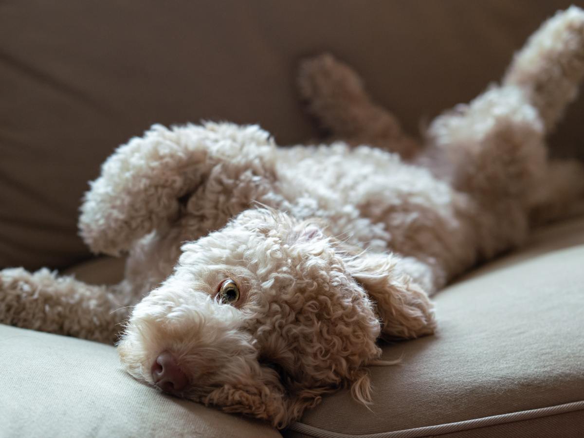 What To Do On A Lazy&nbsp;Day